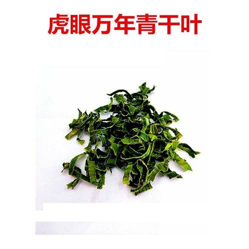 怎么种千茶苗子