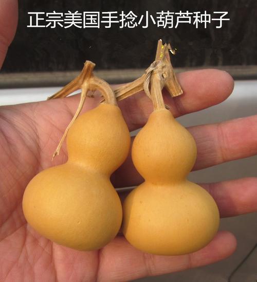 怎么样把葫芦里的籽取出来
