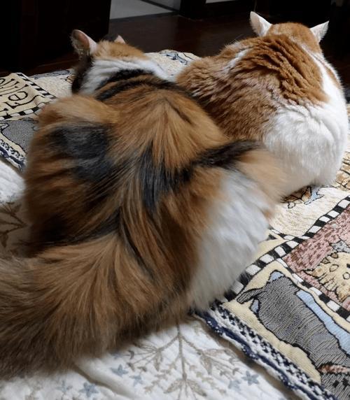 猫咪毛分层叫蒜瓣毛吗