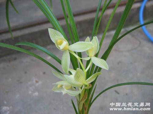 兰花玉观音是什么品种
