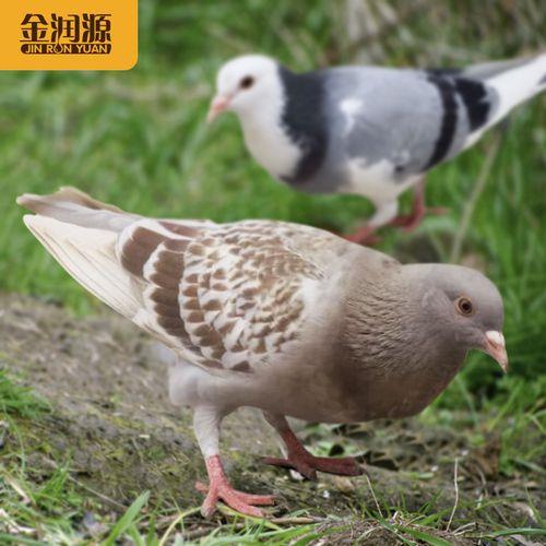 顺丰可以发活体鸟吗