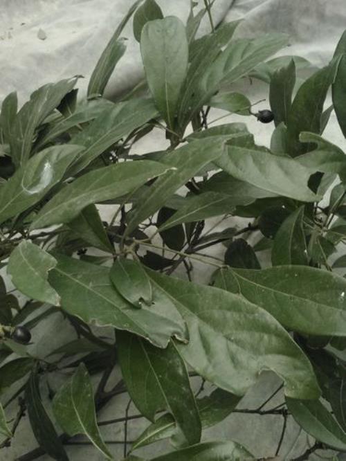 金丝楠开花是什么样