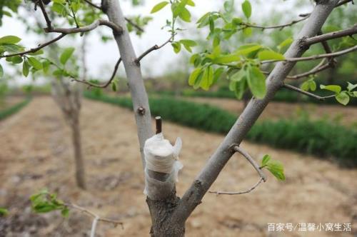 桃树嫁接杏树影响口感吗