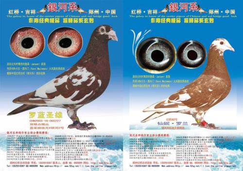 紫罗兰鸽眼配对口诀