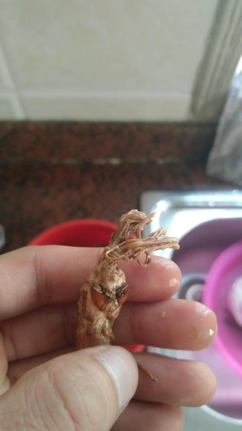 角蝉的幼虫是不是蚜虫
