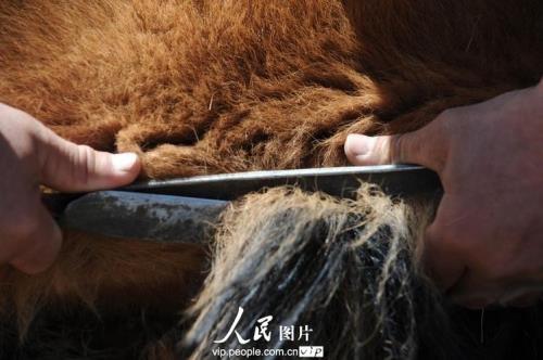 马鬃肉是马的哪个部位