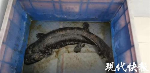 四只脚的鱼有多少种分别是