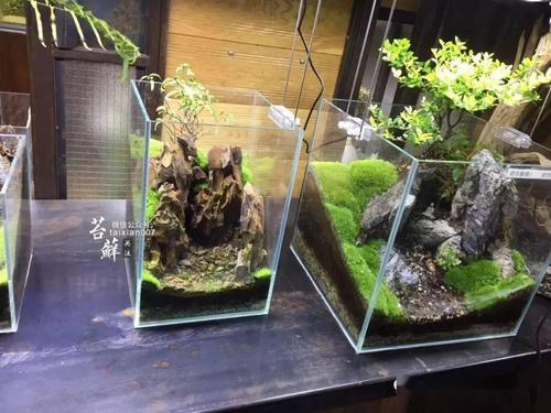 鱼缸里石头长绿苔怎么清理
