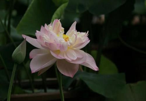 君子流芳莫疑迟是什么意思