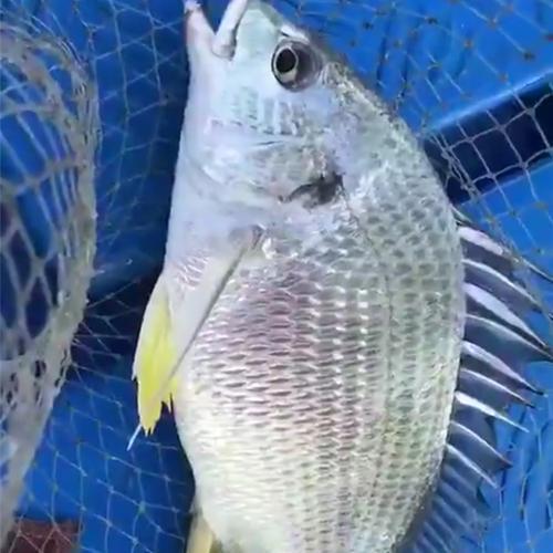黄鳍鲷野生与养殖的区别