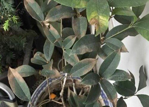 龙眼树缺水干枯怎么补救