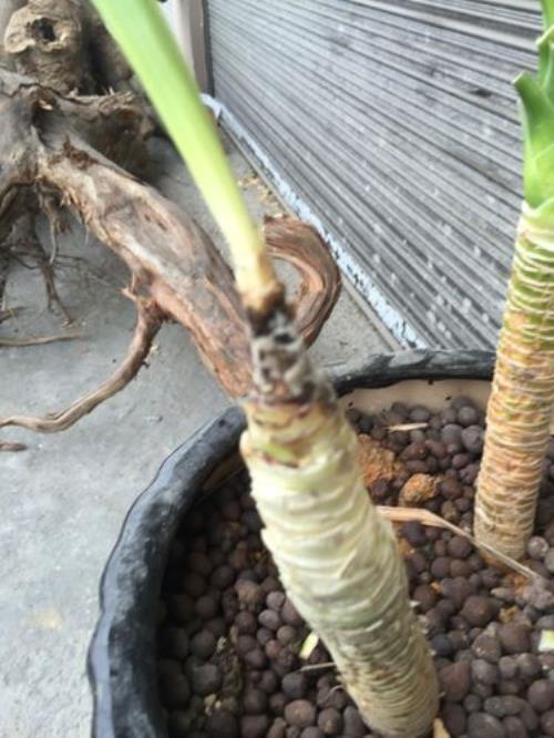 膨珊瑚已经部分腐烂怎么处理