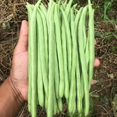 为什么把芸豆叫豆角