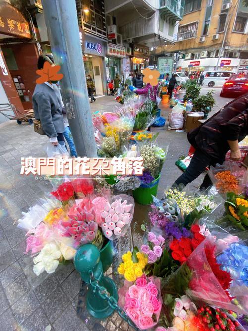 澳门开的花是什么花