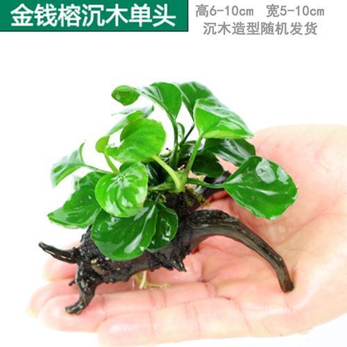 造型树皮怎么粘鱼缸上