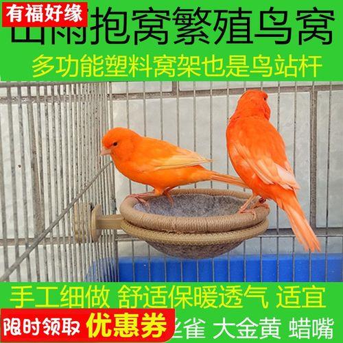 金丝雀和金青是一样吗