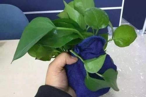 ！花盆可以暴晒吗