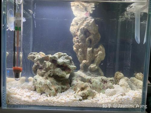 海缸盐度高了珊瑚会脱藻吗