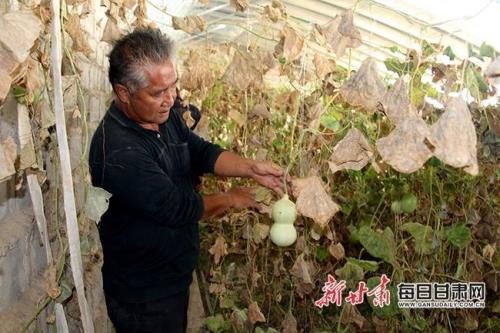 亚腰葫芦如何种植