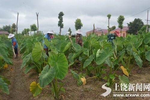 香芋的栽培时间与方法