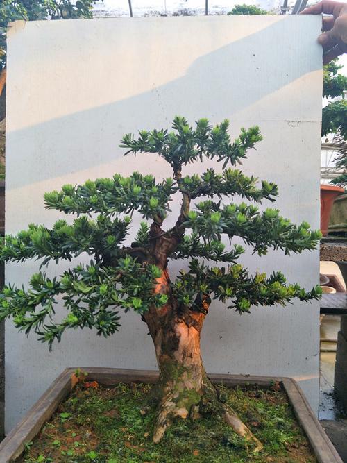 短叶罗汉松花语