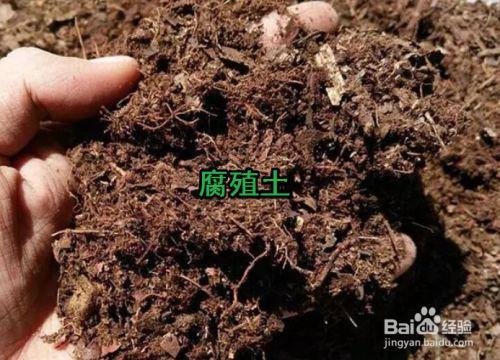葫芦籽怎么插