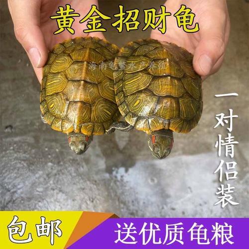 黄金龟饲养方法
