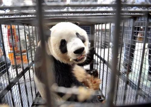 太原大熊猫叫啥