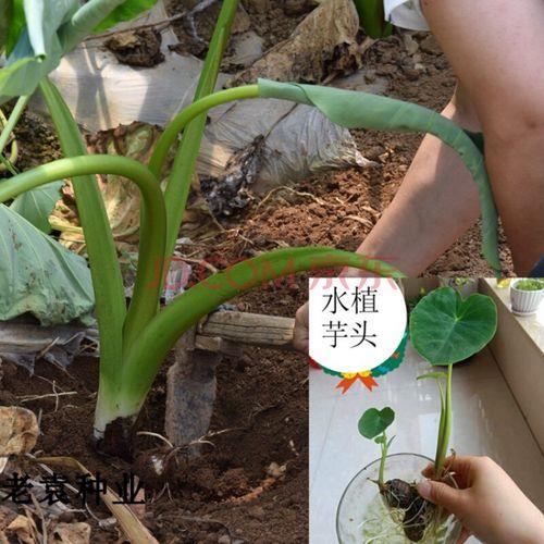 芋头的种子是什么样子的