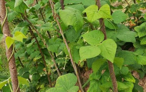 四季豆豇豆种植时间