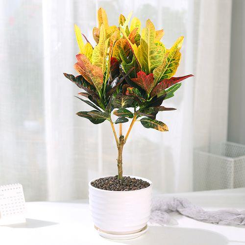 七色木的养殖方法和注意事项