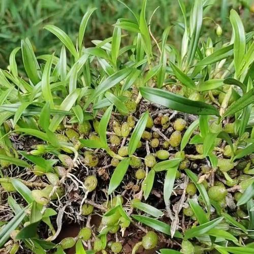 石橄榄在家可以种植吗