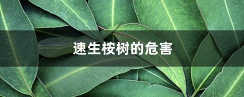 桉树泡在海里多久会坏
