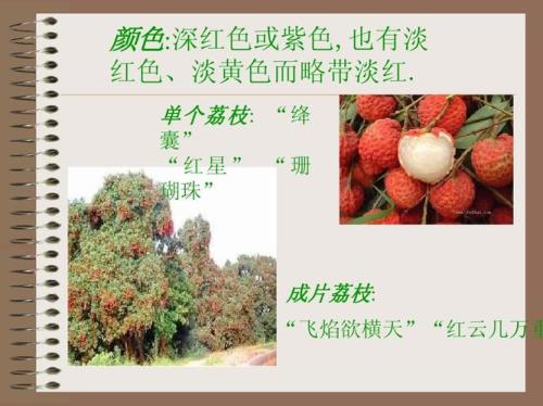 荔枝丹原文