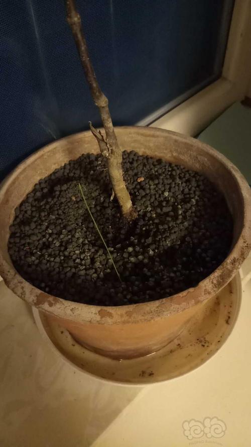 米可以代替泥种花吗
