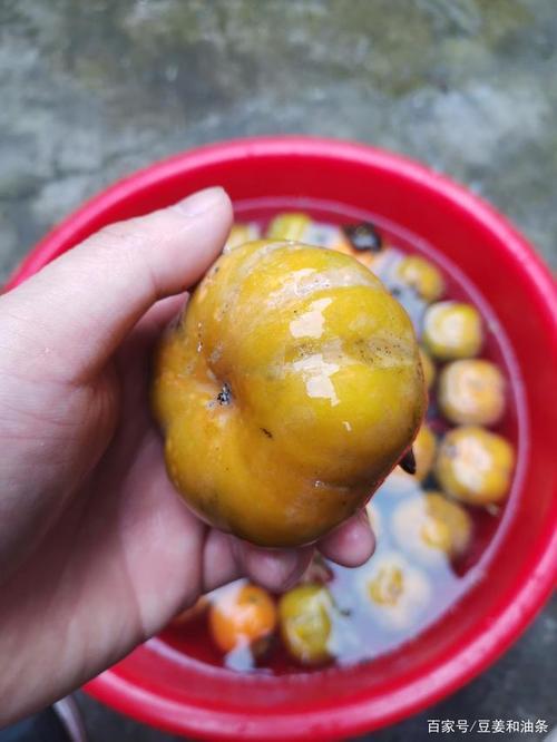 柿子裂缝还能揽吗