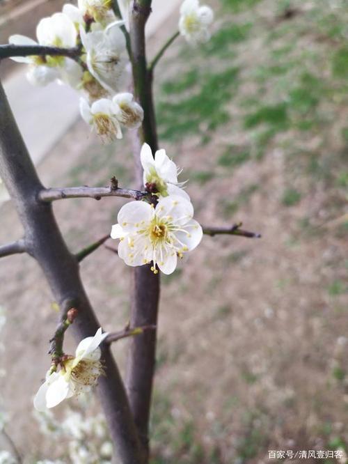 残花败柳什么意义呢