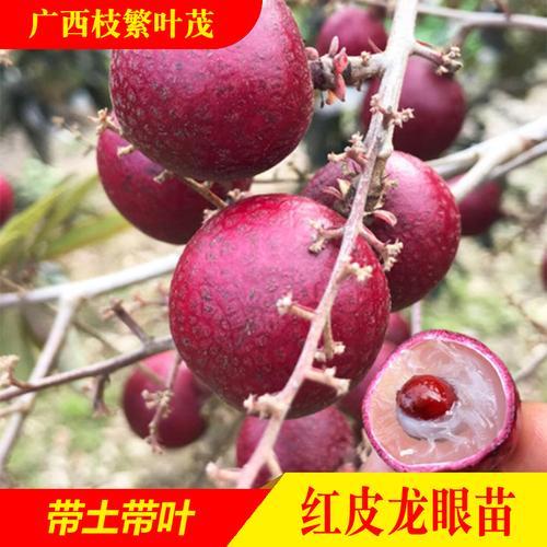 龙眼树皮破受伤了怎么办