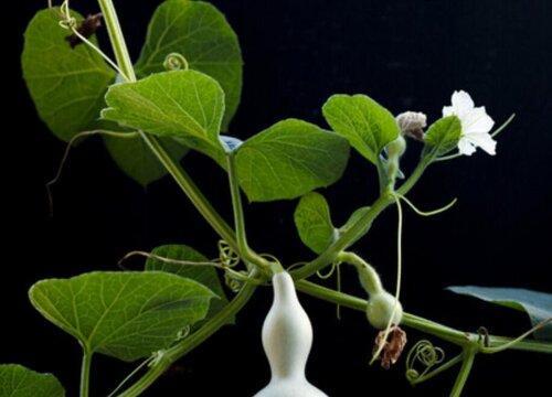 葫芦种植时间一般在几月