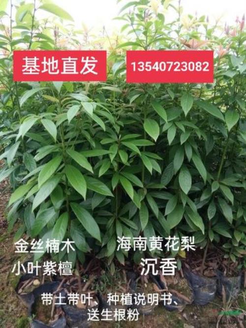 金丝楠木为什么不能种植