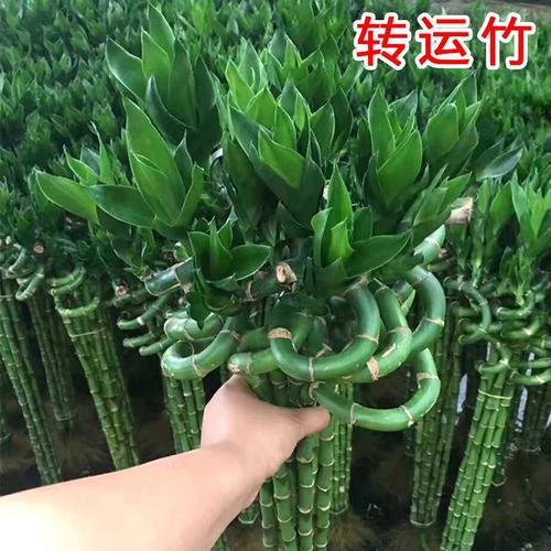 竹子怕什么植物