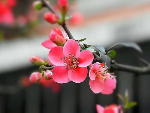 京剧海棠花选段原唱