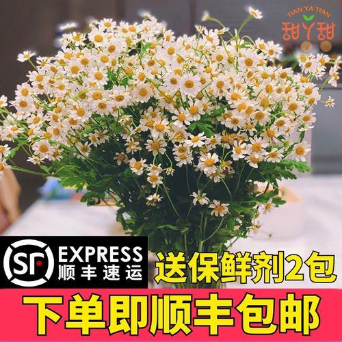 白菊花哪个牌子好