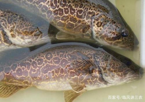 缸养桂鱼要放小彩色石头吗