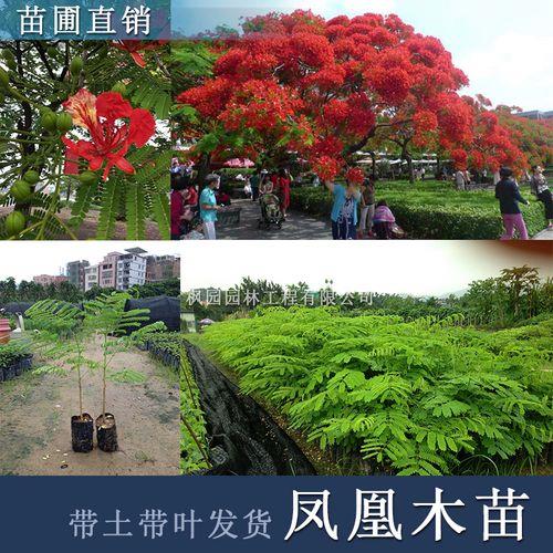 使徒的凤凰楹怎么获得