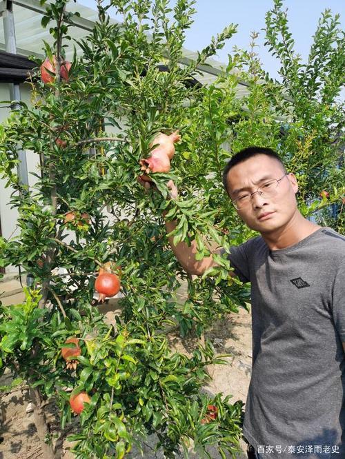 石榴树品种排行