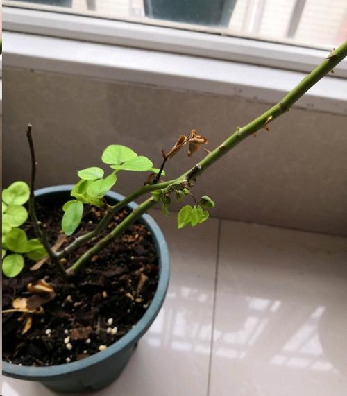 龙吐珠僵苗怎样处理