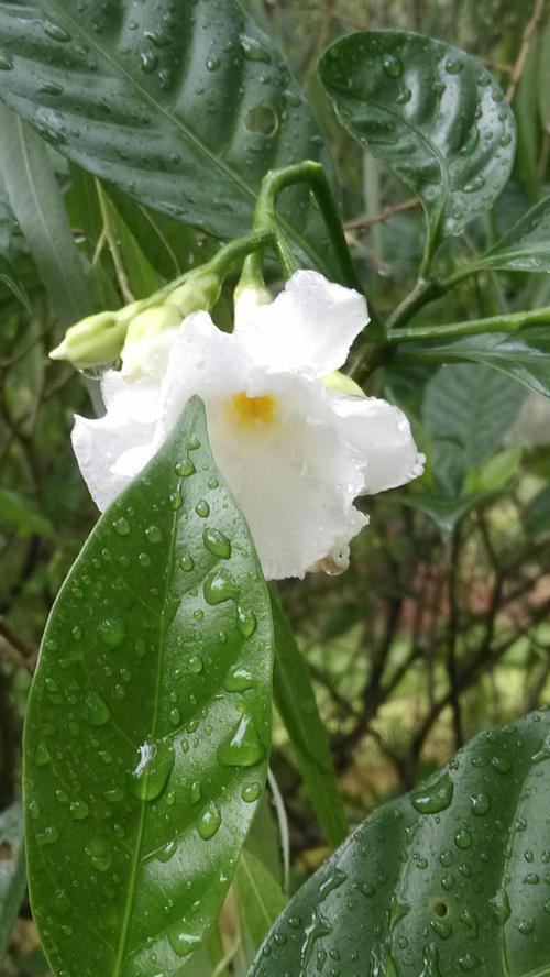 夏天的雨后弥漫着什么的气息