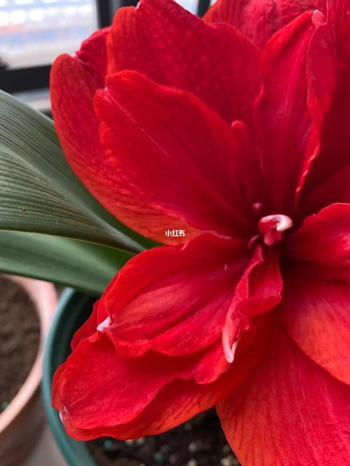 朱顶红双重惊喜樱桃妮芙区别