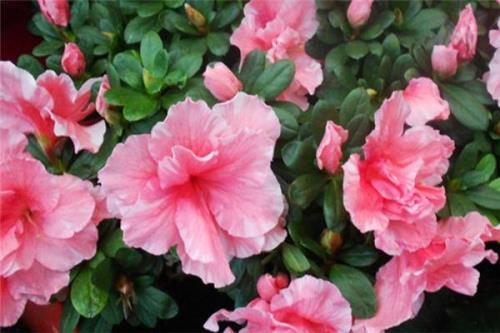 杜鹃花什么品种好养啊